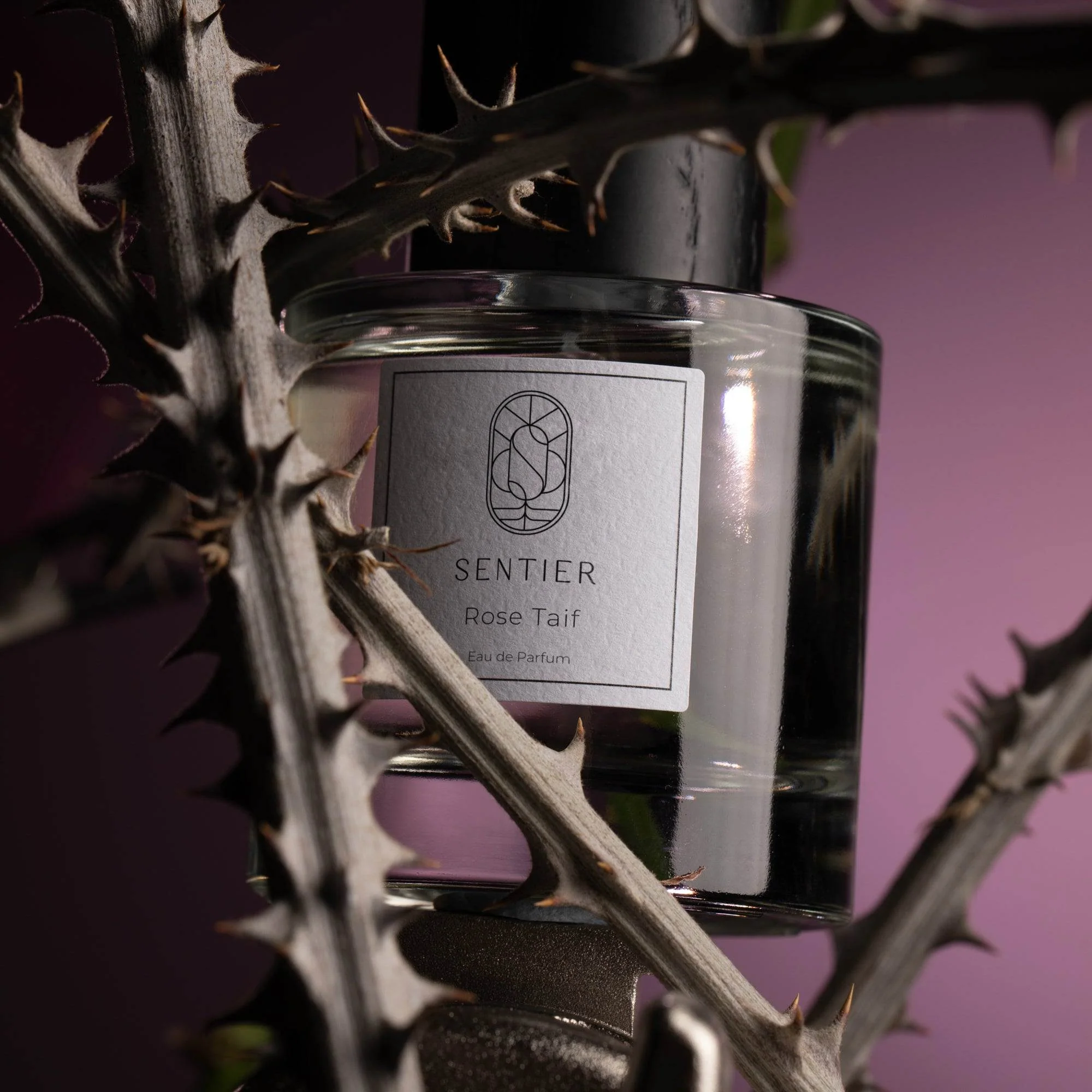 Rose Taif - Image 3